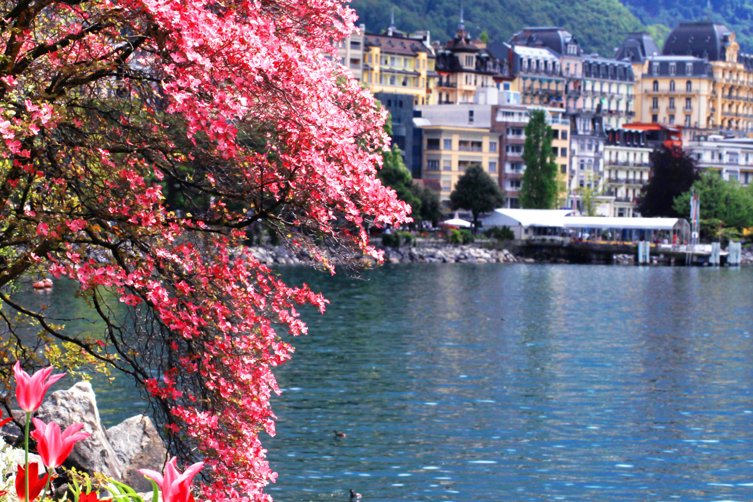 geneva (4).webp